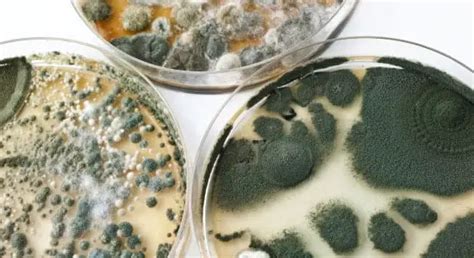 Black Mold Health Symptoms, Exposure and Health Risks