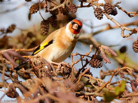 Goldfinch Distelvink Putter Stieglitz Carduelis Ca Flickr