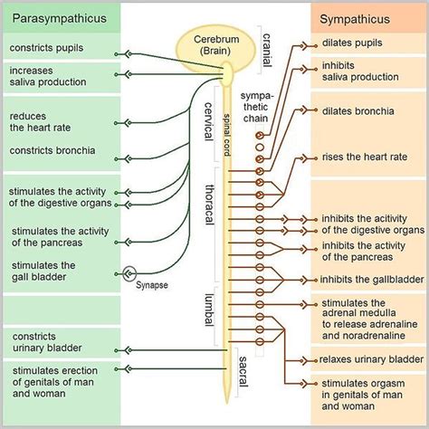 Spinal Nerves Boundless Anatomy And Physiology