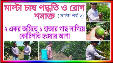 মাল্টা চাষ পদ্ধতি ও রোগ শনাক্ত বারি মাল্টা ১ Malta Cultivation Method মাল্টা পর্ব ২ Youtube