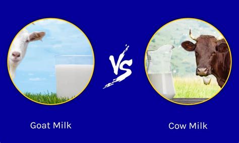 Goat vs Cow Milk: Which Is Better For You? - A-Z Animals