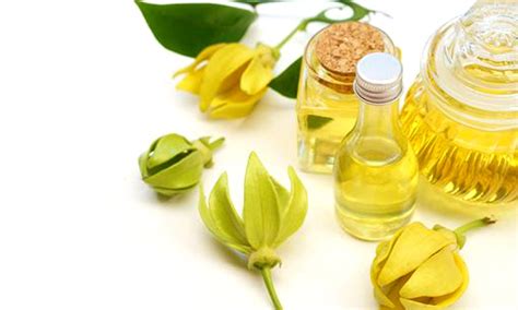 Ylang Ylang Essential Oil: Uses, Benefits and Precautions