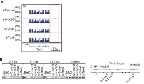 Regulation Of Alternative Polyadenylation By Nkx2 5 And Xrn2 During