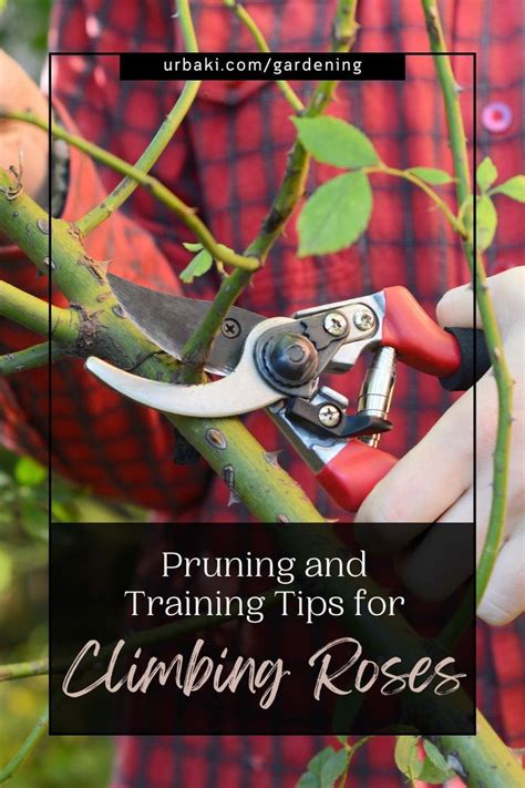 Pruning And Training Tips For Climbing Roses En Poda De Rosales