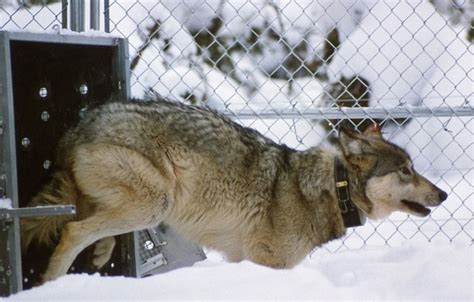 When wolves were reintroduced in Yellowstone, some unexpected species ...