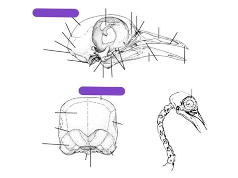 Ornithology Bones Flashcards Quizlet