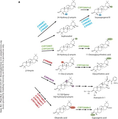 Triterpene biosynthesis in plants. | Semantic Scholar