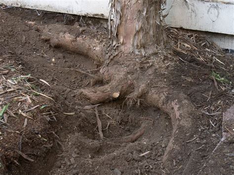 Trees With Invasive Root Systems