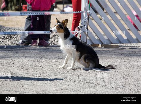 dog agility competition Stock Photo - Alamy