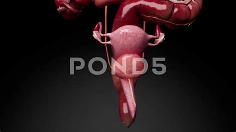 Female Reproductive System Anatomy 3d