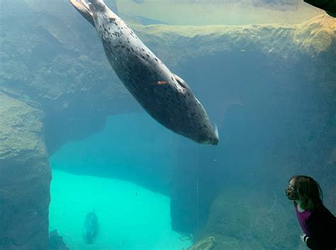 Oregon Zoo reopens to visitors - The Clackamas Print