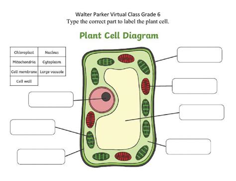 450635 Parts Of Plant Cell Cynthia Smith