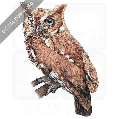 Stock Art Drawing of an Eastern Screech Owl - inkart