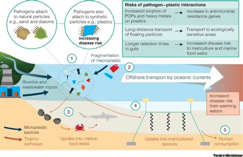 Microplastics And Microbes Have We Created A New Disease Vector