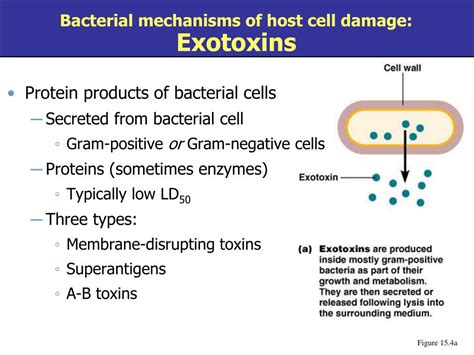 Ppt Chapter 15 Microbial Mechanisms Of Pathogenicity Powerpoint