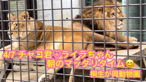 47 桐生が岡動物園 ライオンのチャコ君♡ライラちゃん😊（朝の様子） Youtube