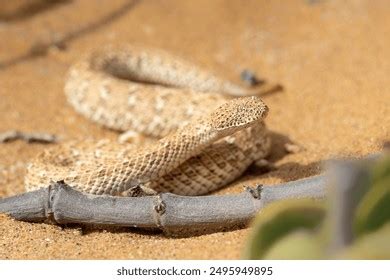 Peringuey S Desert Adder Photos Images Pictures Shutterstock