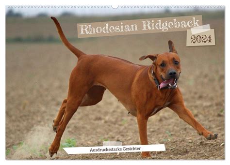 Rhodesian Ridgeback Ausdrucksstarke Gesichter Wandkalender Din