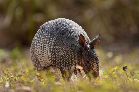 Texas Armadillo Photograph by Dwight Eddington - Pixels