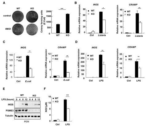 Psme3 Deficiency Impairs Bactericidal Activity Of Macrophages