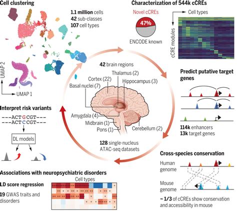 Detailed cell maps of the human brain bring new treatment possibilities - Genetics