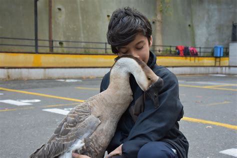 Friendly goose 'Kirli' brings joy to classrooms in NE Turkey | Daily Sabah