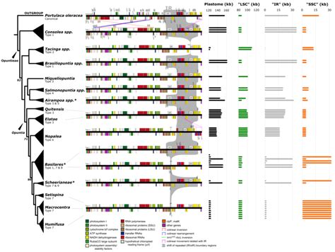 Plastome Variation Across Opuntieae Lineages The Linear Sequence Of