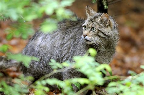 Deutschlands Seltene Tiere Safari Zum Wiedehopf DER SPIEGEL