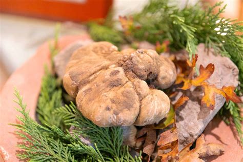 Tutto Pronto Per La Mostra Mercato Del Tartufo Bianco Delle Crete Senesi