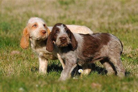 Spinone Italiano puppy popularity, price, lifespan, origin, colors