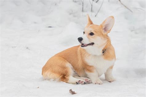 Premium Photo The Portrait Of A Fawn And White Welsh Corgi Pembroke