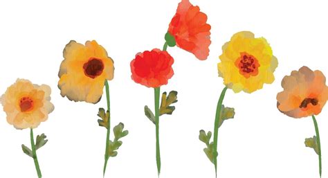 Set of watercolor poppy flower isolated on white background. Loose ...