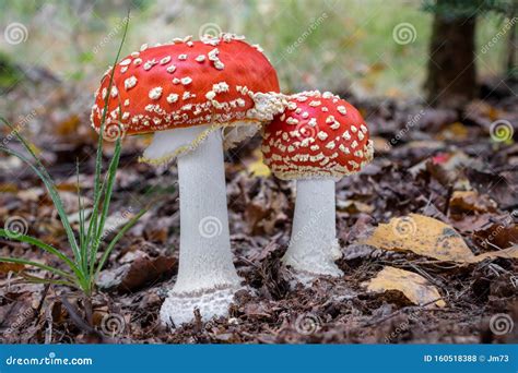 Erstaunliche Amanita Muskaria Im Wald Giftiger Toadstool Stockfoto