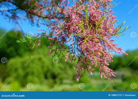 Tamarisk pink flowers stock image. Image of blooming - 188812127