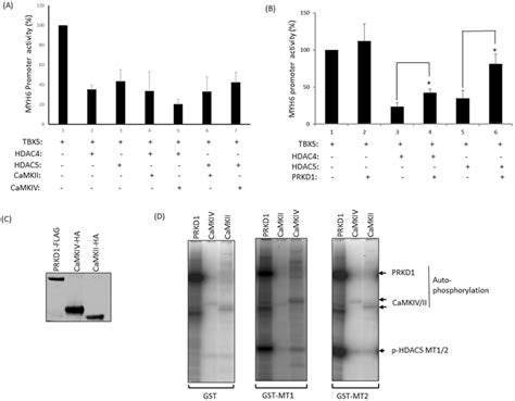 Prkd Relieves Hdac And Mediated Repression Of Tbx A