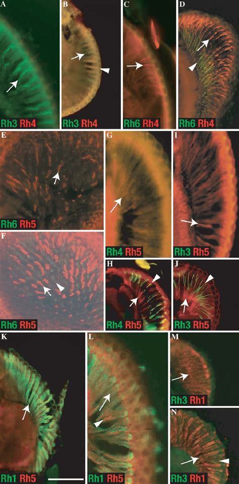 Temporal Onset Of Rhodopsin Protein Expression Determined By