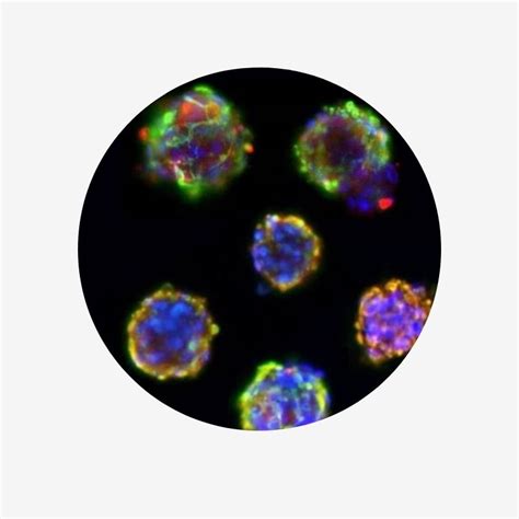 Explore Sciencell D Cell Culture