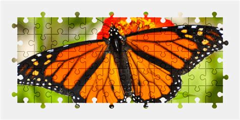 Monarch Butterfly Jigsaw Puzzles Online