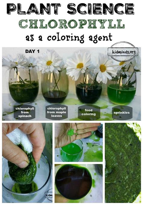 Plant Science Using Chlorophyll As A Coloring Agent Kidminds