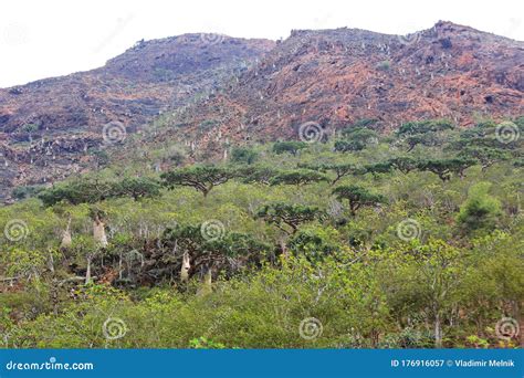 Boswellia Tree Frankincense Trees Stock Image - Image of ocean, frankincense: 176916057