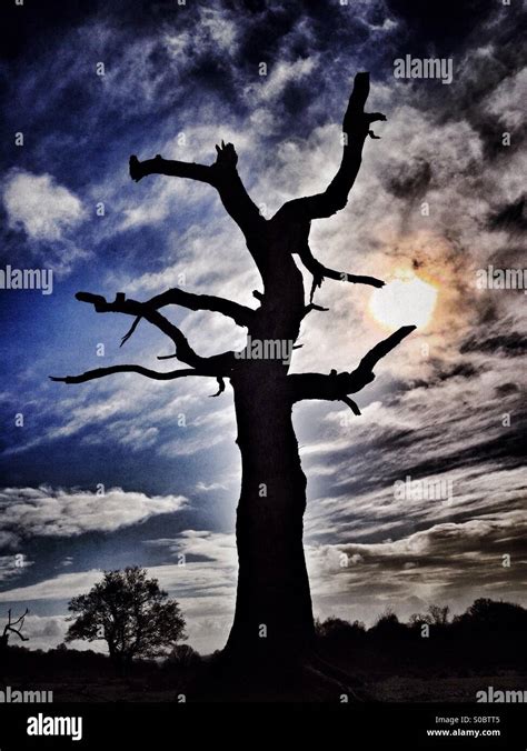 Arbre Mort Silhouette Banque De Photographies Et Dimages Haute