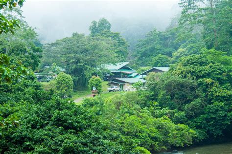Wildlife watching in Danum Valley in Borneo