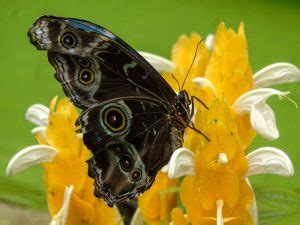 MIndo Cloud Forest Day Trip Cloud Forest Ecuador