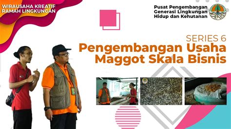 PENGEMBANGAN USAHA BUDIDAYA MAGGOT BSF YouTube