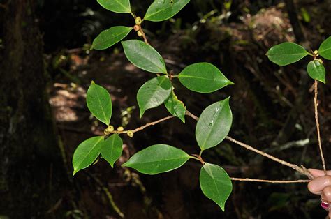 Ficus Microcarpa Moraceae Image 142977 At PhytoImages Siu Edu