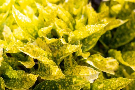 Close Up Of Yellow Garden Leaves Colorful Yellow Croton Plants Stock