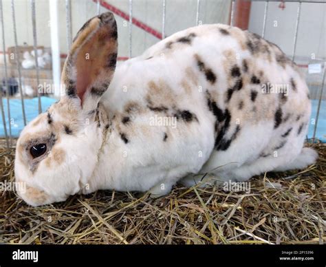 White Rabbit With Brown And Black Spots Stock Photo Alamy