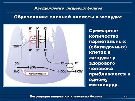 Деградация пищевых и клеточных белков. (Лекция 1) - презентация онлайн