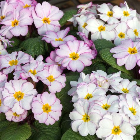 Primrose 'Antique' - 12 Garden Ready Plants | Buy Primrose Plants ...