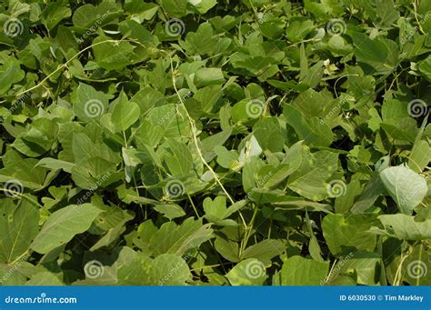 Kudzu Up Close Stock Photo Image 6030530